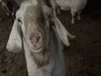 Cabro, Cabras — foto 4