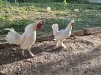 Chickens — Foto 5