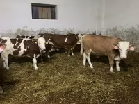 公牛, Simmental cattle — 照片 5