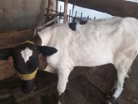 Sigir, Russian Black pied cattle — 2-rasm