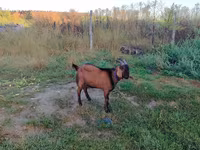 Cabro, Cabras — foto 3