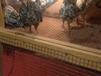 Japanisches Bantam — Foto 2