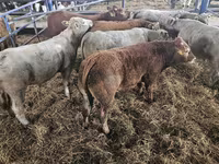 公牛, Limousin cow — 照片 3