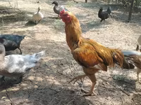 Chickens — फ़ोटो 1