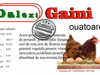 Quails — 照片 5