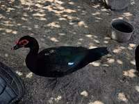 Ducks — 6-сурет