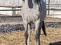 Pferde (Partie, Geschlecht nicht angegeben), Thoroughbred horse — Foto 1