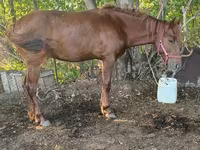 Hengst, Kazakh horse — Foto 2