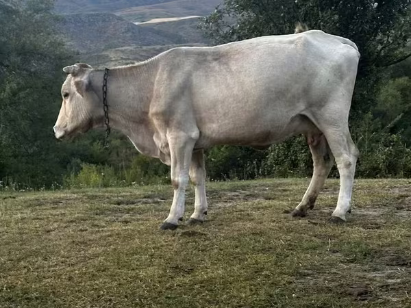 Vaca, Latvian Blue cattle
