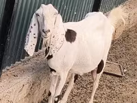 Dişi keçi, Beetal goats — foto 1