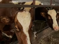 Bulle, Holstein-Rasse — Foto 3