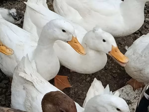 Deutscher Pekin