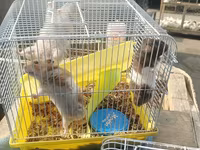 Hamster və qəfəs dəsti - Növ: kiçik ev heyvanı – hamster - Dəst — foto 2