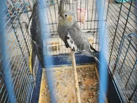 Nymph quşları (Cockatiel) – 2 ədəd, qəfəs və aksesuarlarla birlikdə — фото 1