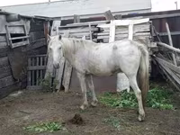 Yegua, Caballos — foto 2