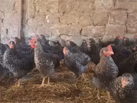 Chickens — foto 1