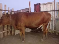 Сиыр, Latvian Blue cattle — 4-сурет