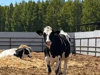 Vaca, Raza Holstein — foto 3