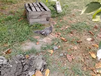 Chickens — Foto 5