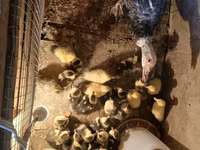 Turkeys — الصورة 5