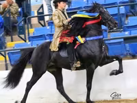 At, Rocky Mountain Horse — foto 2
