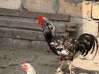 Chickens — foto 3