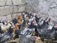 Chickens — photo 3