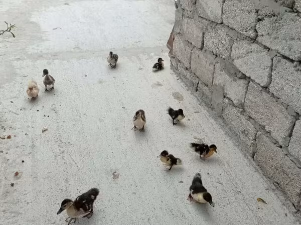 Ducks