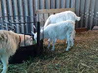 母山羊, Pomellata goat — 照片 3