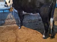 Kuh, Latvian Blue cattle — Foto 2