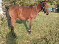 Айғыр, Anglo-Arabian — 3-сурет