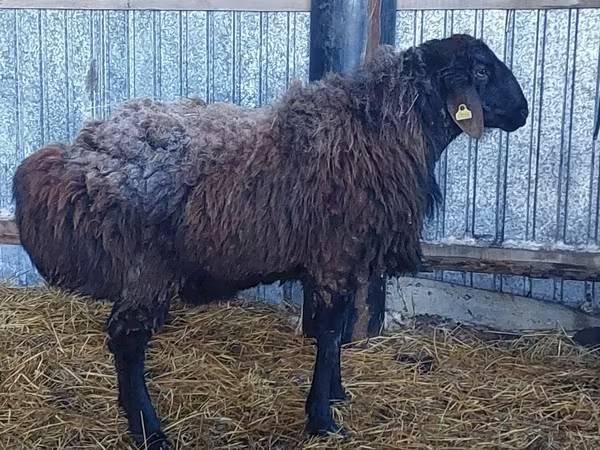 Widder, Hissar sheep