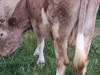 İnək, Azərbaycan zebu — foto 2