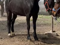 Stute, Orlov Trotter — Foto 2