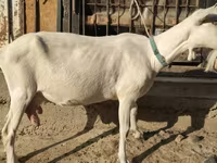 Dişi keçi, Saanen goat — foto 1