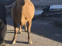 İnək, Simmental cattle — foto 8