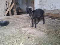 Keçilər (partiya, cinsi göstərilməyib), Keçilər — foto 5
