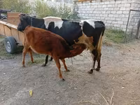 Kuh, Simmental cattle — Foto 4