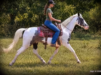 حصان, National Show Horse — الصورة 3