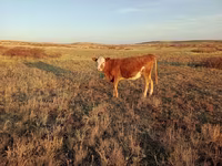 Kuh, Simmental cattle — Foto 4