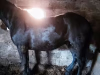 خيول (دفعة، الجنس غير محدد), Horse breed — الصورة 8