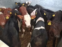 Bull, Simmental cattle — photo 7