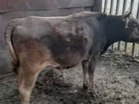 Cow, Cattle — photo 2