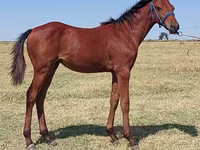 Hengst, Thoroughbred horse — Foto 4