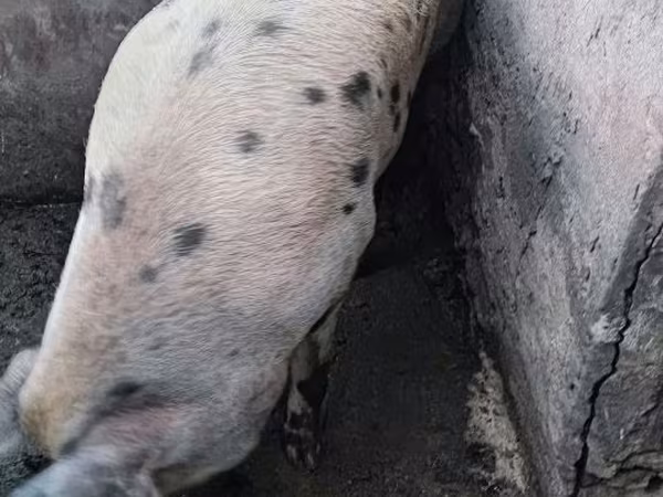 Sow, Pigs