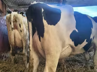 Kuh, Holstein-Rasse — Foto 5