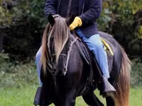 فرس, Rocky Mountain Horse — الصورة 2