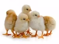 Chickens — 照片 3