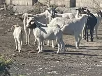 Goat, Goats — photo 1