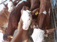 Bulle, Simmental cattle — Foto 1